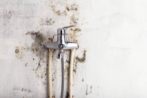 Best Mold Testing  in Ellijay, GA