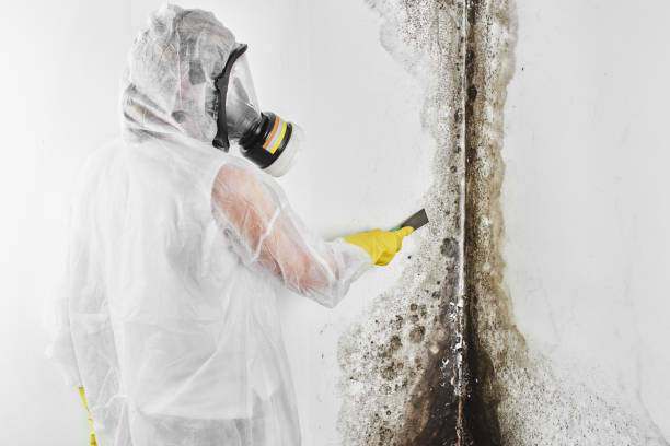 Best Office Mold Removal Services  in Ellijay, GA