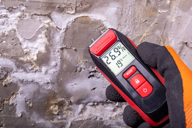 Best Mold Removal Company Near Me  in Ellijay, GA