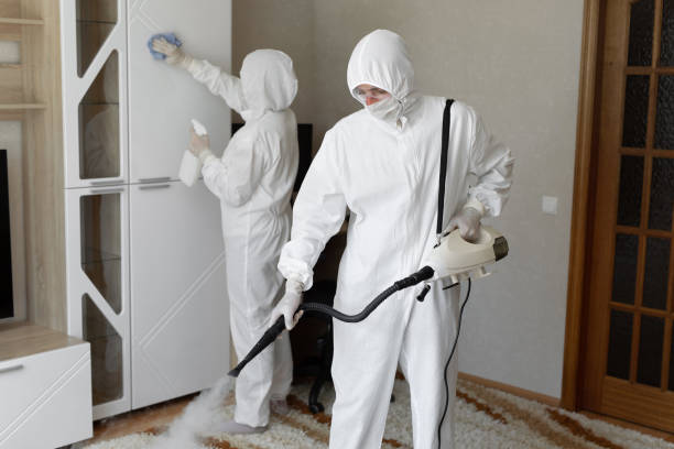 Best Attic Mold Removal  in Ellijay, GA