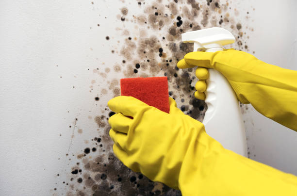 Best Same-Day Mold Removal  in Ellijay, GA