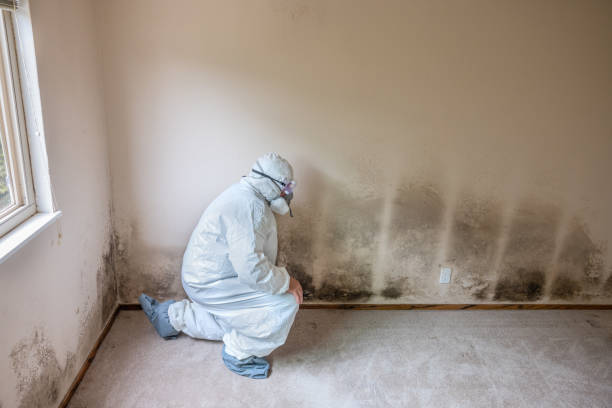 Professional Mold Removal in Ellijay, GA