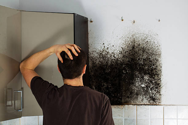 Best Residential Mold Removal  in Ellijay, GA