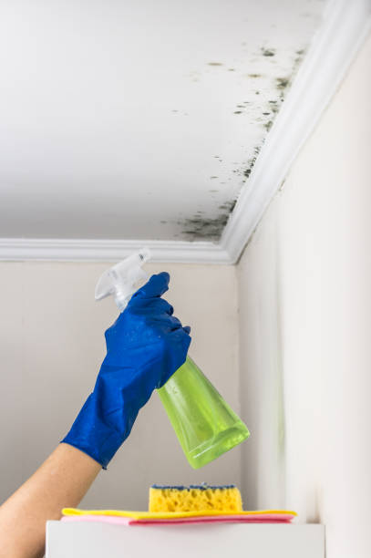 Best Local Mold Removal Service  in Ellijay, GA