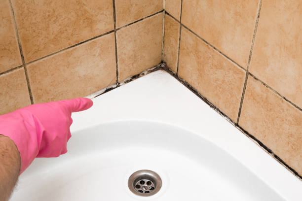 Best Professional Mold Removal  in Ellijay, GA