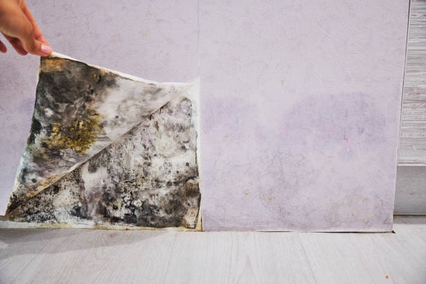 Best Mold Damage Repair  in Ellijay, GA